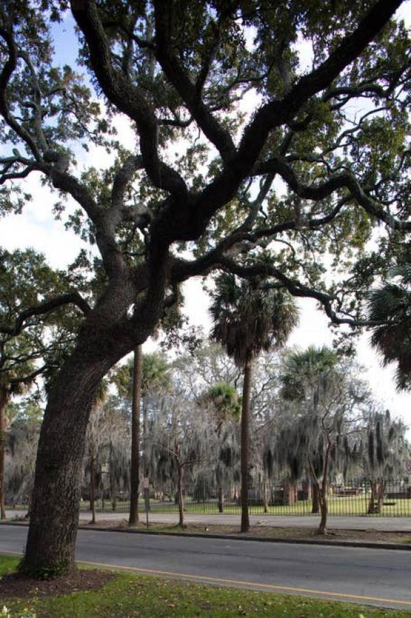 Restored Historic Home 5 Bedroom 4 And A Half Bath Savannah Exteriér fotografie